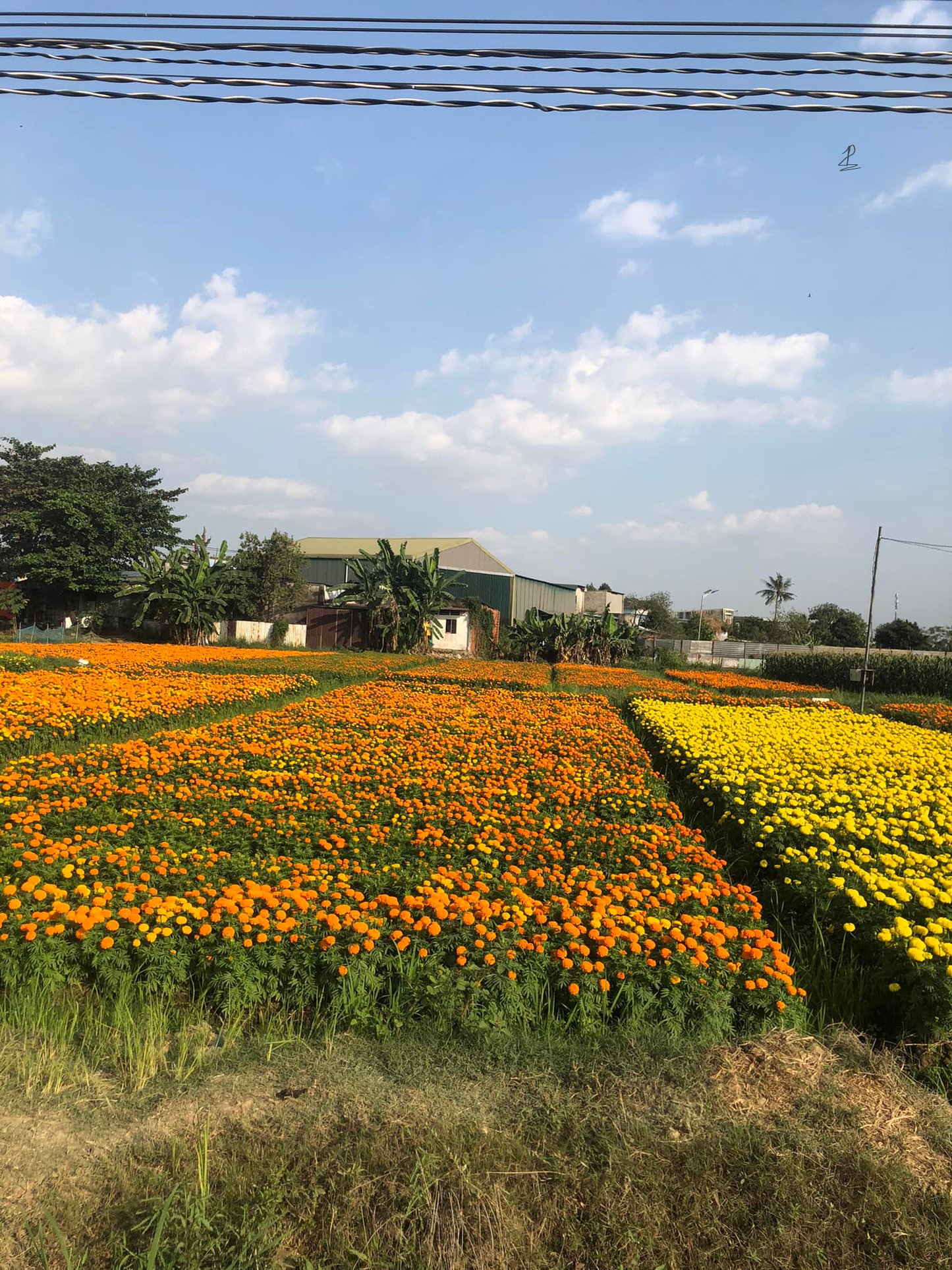 (Pre-sale) Flowers Adventure | Phuong Le Memo